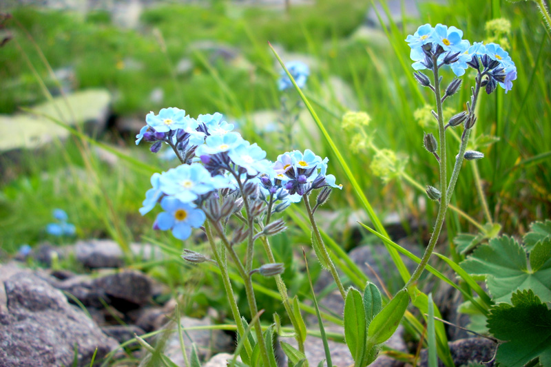 primavera in val di Fiemme